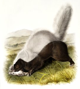 Texan Skunk (Mephitis mesoleuca) from the viviparous quadrupeds of North America (1845) illustrated by John Woodhouse Audubon (1812-1862).. Free illustration for personal and commercial use.
