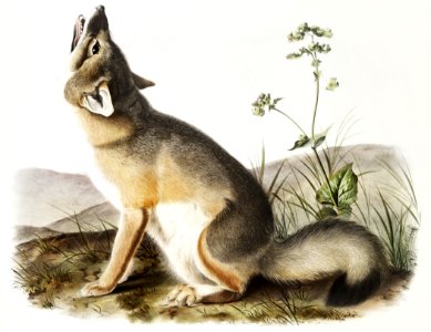 Swift Fox (Vulpes velox) from the viviparous quadrupeds of North America (1845) illustrated by John Woodhouse Audubon (1812-1862).