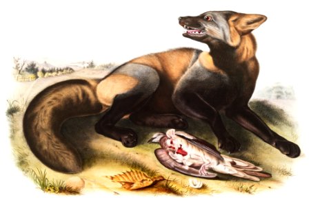 American Cross-Fox (Canis vulpes) from the viviparous quadrupeds of North America (1845) illustrated by John Woodhouse Audubon (1812-1862).. Free illustration for personal and commercial use.