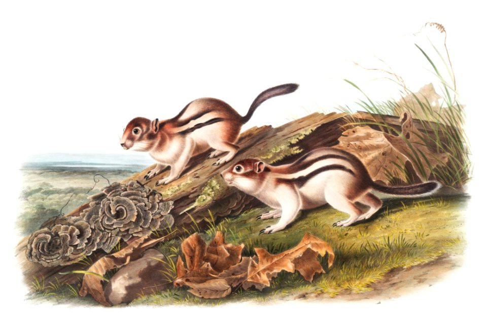Say's Marmot Squirrel (Spermophilus lateralis) from the viviparous quadrupeds of North America (1845) illustrated by John Woodhouse Audubon (1812-1862).