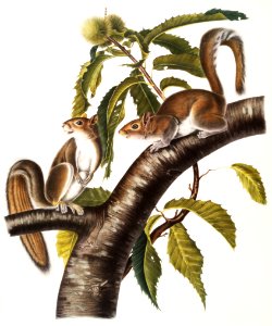 Carolina Grey Squirrel (Sciurus Carolinensis) from the viviparous quadrupeds of North America (1845) illustrated by John Woodhouse Audubon (1812-1862).
