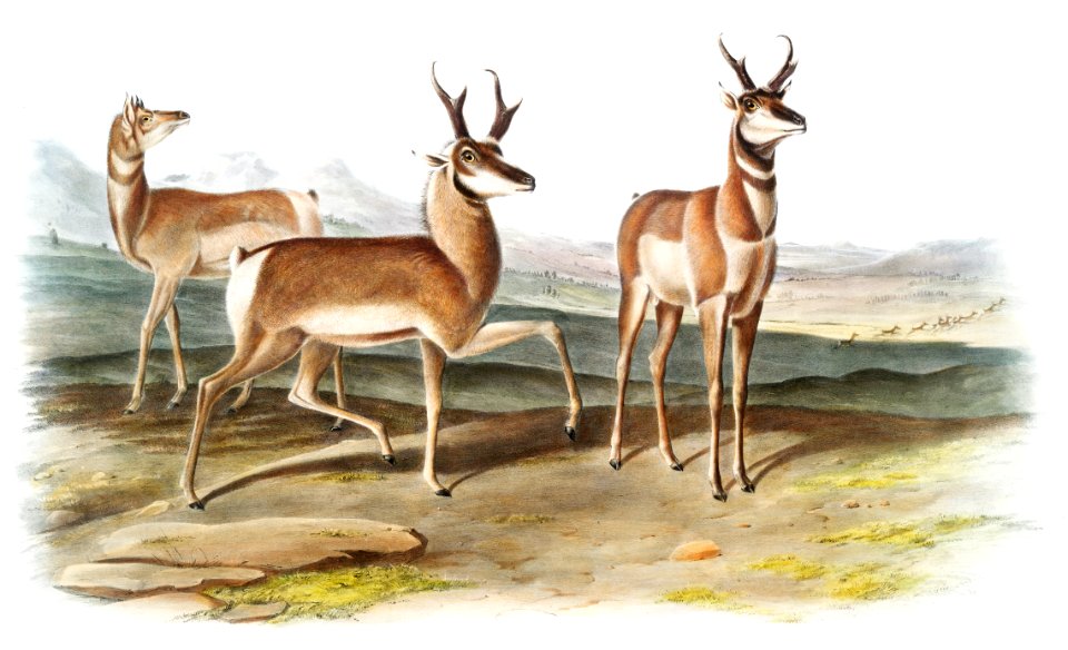 Prong-horned Antelope (Antilope Americana) from the viviparous quadrupeds of North America (1845) illustrated by John Woodhouse Audubon (1812-1862).