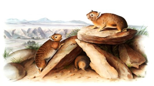 Little Chief Hare (Lagomys princeps) from the viviparous quadrupeds of North America (1845) illustrated by John Woodhouse Audubon (1812-1862).