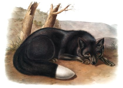 American Black or Silver Fox (Vulpes fulvus) from the viviparous quadrupeds of North America (1845) illustrated by John Woodhouse Audubon (1812-1862).