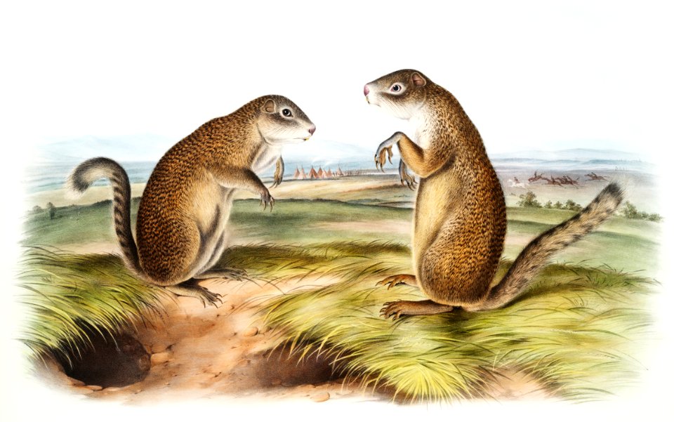 Franklin's Marmot Squirrel (Spermophilus Franklinii) from the viviparous quadrupeds of North America (1845) illustrated by John Woodhouse Audubon (1812-1862).