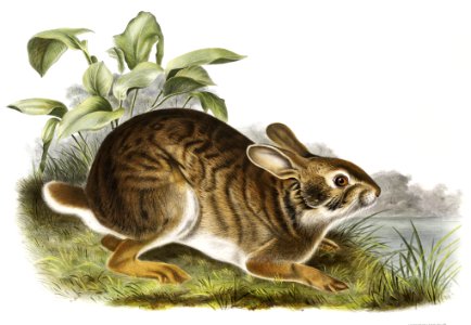 Swamp Hare (Lepus aquaticus) from the viviparous quadrupeds of North America (1845) illustrated by John Woodhouse Audubon (1812-1862).. Free illustration for personal and commercial use.