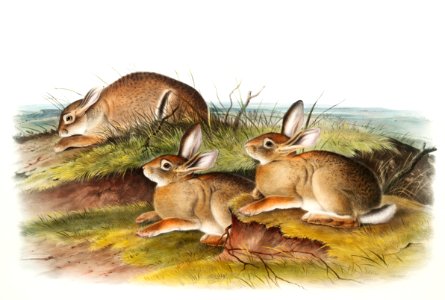 Warm Wood Hare (Lepus artemesia) from the viviparous quadrupeds of North America (1845) illustrated by John Woodhouse Audubon (1812-1862).