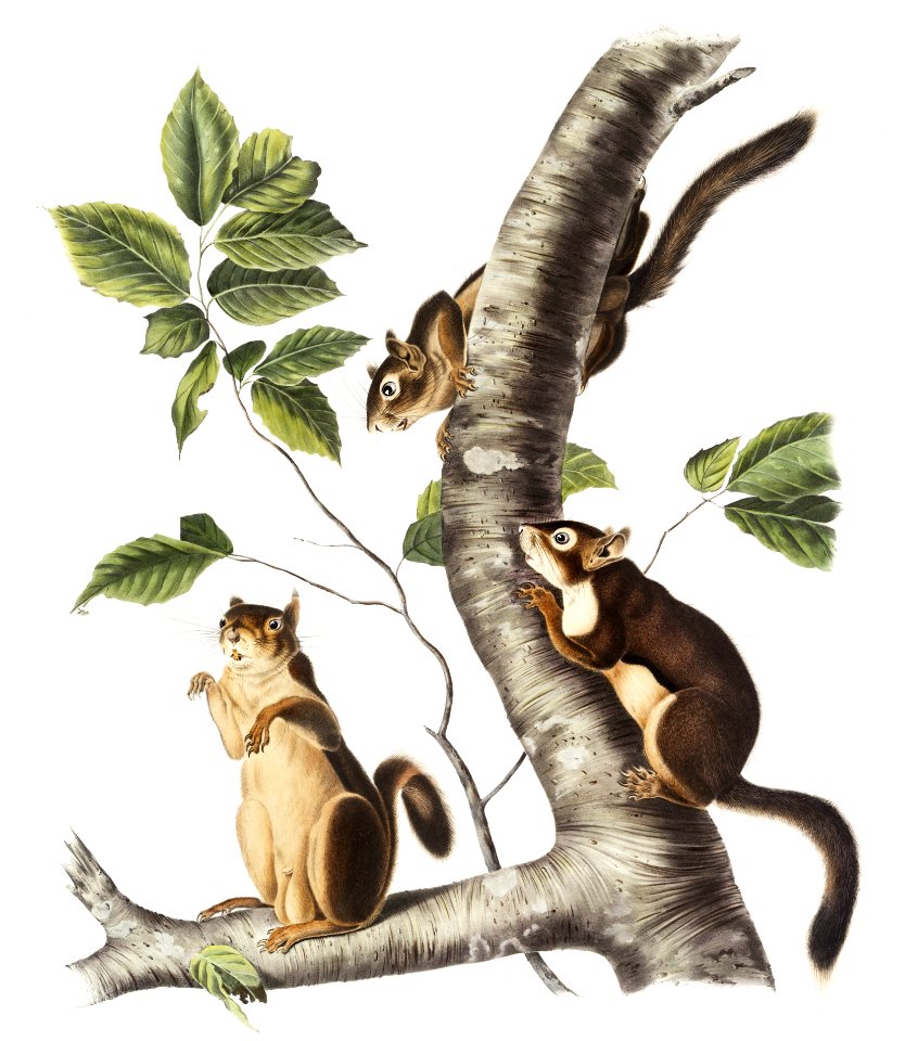 Douglass's Squirrel (Sciurus Douglassii) from the viviparous quadrupeds of North America (1845) illustrated by John Woodhouse Audubon (1812-1862).