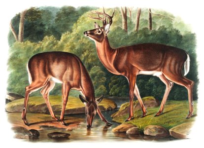 Deer or Virginian Deer (Cervus Virginianus) from the viviparous quadrupeds of North America (1845) illustrated by John Woodhouse Audubon (1812-1862).. Free illustration for personal and commercial use.