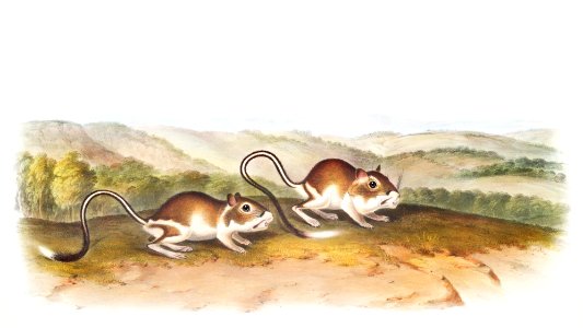 Pouched Jerboa Mouse (Dipodomys Phillipsii) from the viviparous quadrupeds of North America (1845) illustrated by John Woodhouse Audubon (1812-1862).