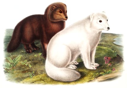 Arctic Fox (Vulpes lagopus) from the viviparous quadrupeds of North America (1845) illustrated by John Woodhouse Audubon (1812-1862).
