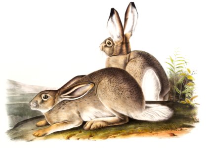 Townsend's Rocky Mountain Hare (Lepus Townsendii) from the viviparous quadrupeds of North America (1845) illustrated by John Woodhouse Audubon (1812-1862).. Free illustration for personal and commercial use.