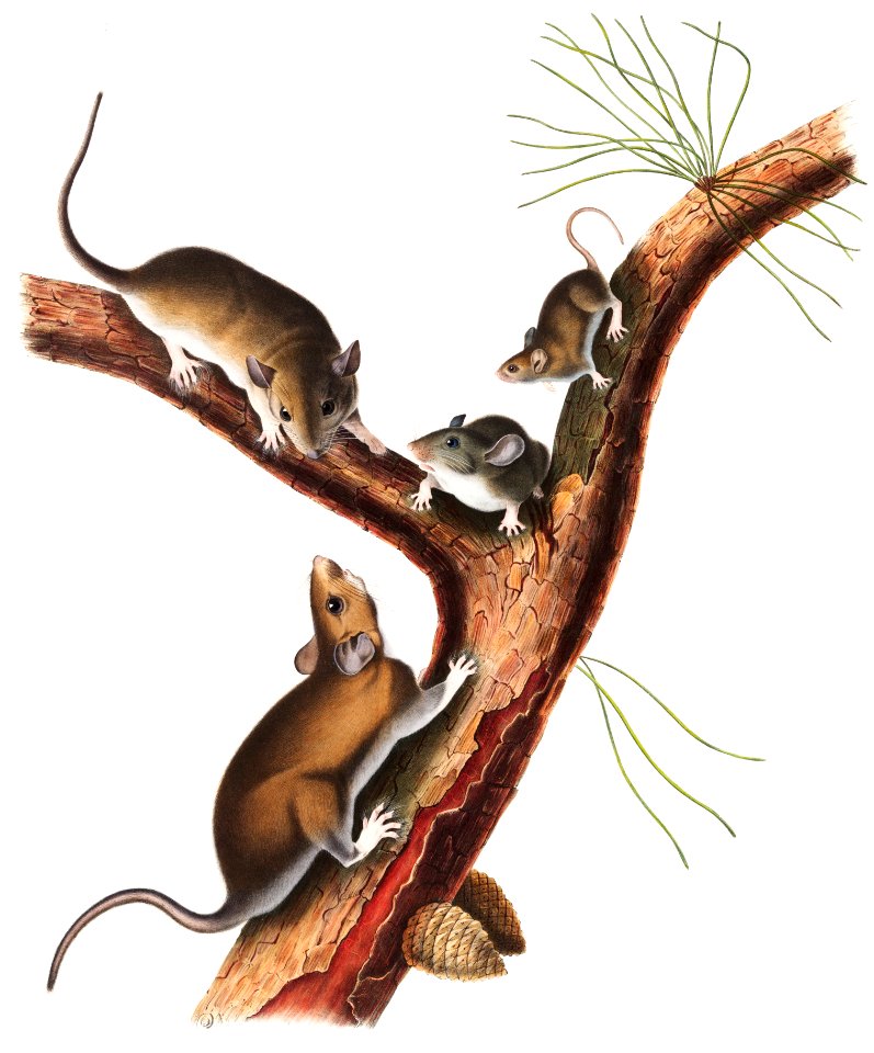 Florida Rat (Neotoma Floridana) from the viviparous quadrupeds of North America (1845) illustrated by John Woodhouse Audubon (1812-1862).