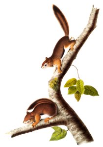 Richardson's Columbian Squirrel (Sciurus Richardsonii) from the viviparous quadrupeds of North America (1845) illustrated by John Woodhouse Audubon (1812-1862).