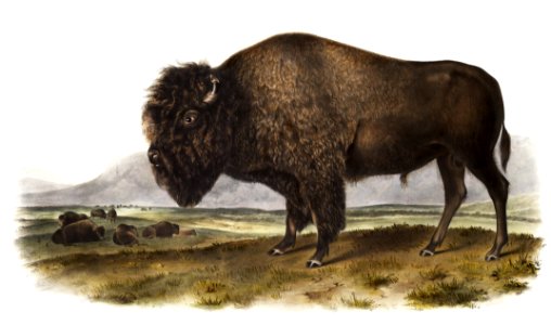 American Bison (Bos Americanus) from the viviparous quadrupeds of North America (1845) illustrated by John Woodhouse Audubon (1812-1862).. Free illustration for personal and commercial use.