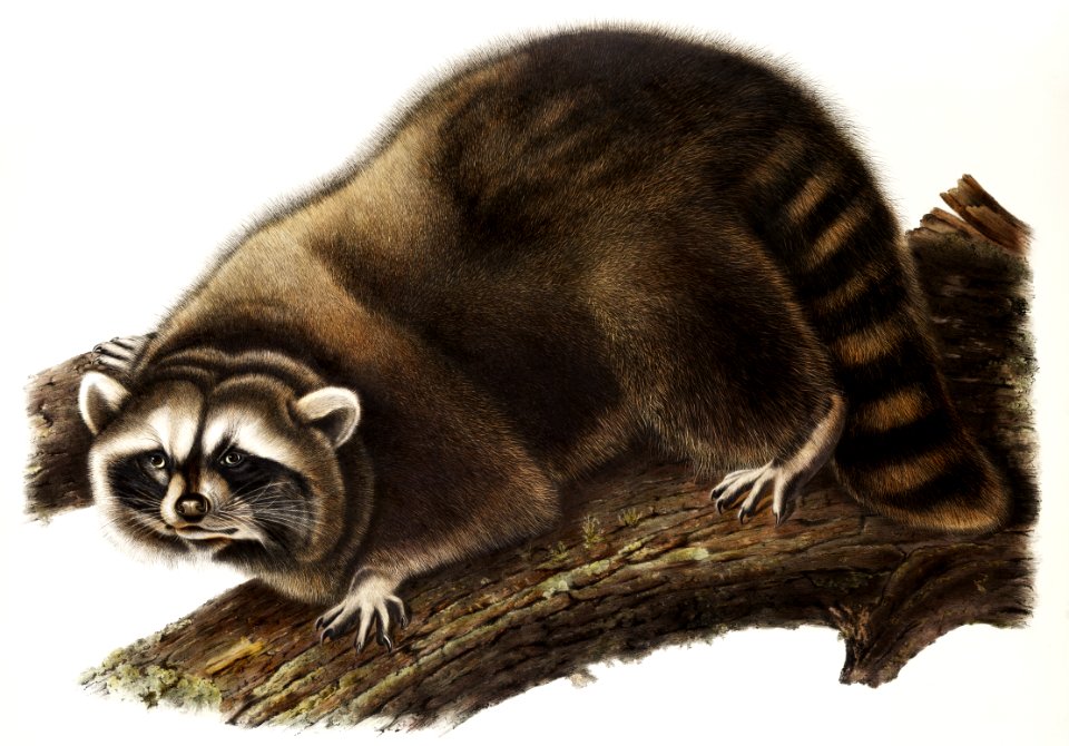 Raccoon (Procyon lotor) from the viviparous quadrupeds of North America (1845) illustrated by John Woodhouse Audubon (1812-1862).