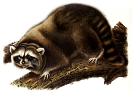 Raccoon (Procyon lotor) from the viviparous quadrupeds of North America (1845) illustrated by John Woodhouse Audubon (1812-1862).. Free illustration for personal and commercial use.