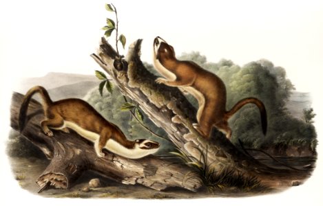 Bridled Weasel (Putorius frenata) from the viviparous quadrupeds of North America (1845) illustrated by John Woodhouse Audubon (1812-1862).. Free illustration for personal and commercial use.