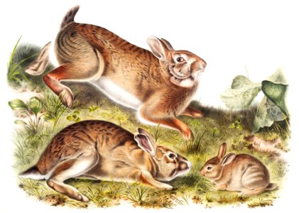 Grey Rabbit (Lepus Sylvaticus) from the viviparous quadrupeds of North America (1845) illustrated by John Woodhouse Audubon (1812-1862).. Free illustration for personal and commercial use.