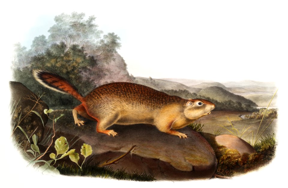 Parry's Marmot Squirrel (Spermophilus Parryi) from the viviparous quadrupeds of North America (1845) illustrated by John Woodhouse Audubon (1812-1862).