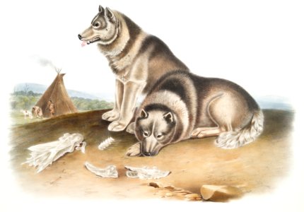 Esquimaux Dog (Canis familiaris) from the viviparous quadrupeds of North America (1845) illustrated by John Woodhouse Audubon (1812-1862).. Free illustration for personal and commercial use.