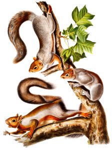 Migratory Squirrel (Sciurus migratorius) from the viviparous quadrupeds of North America (1845) illustrated by John Woodhouse Audubon (1812-1862).