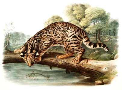 Ocelot or Leopard-Cat (Felis pardalis) from the viviparous quadrupeds of North America (1845) illustrated by John Woodhouse Audubon (1812-1862).. Free illustration for personal and commercial use.