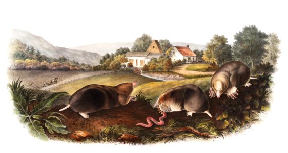 American Shrew Mole (Scallops aquaticus) from the viviparous quadrupeds of North America (1845) illustrated by John Woodhouse Audubon (1812-1862).. Free illustration for personal and commercial use.