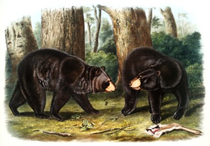American Black Bear (Ursus Americanus) from the viviparous quadrupeds of North America (1845) illustrated by John Woodhouse Audubon (1812-1862).. Free illustration for personal and commercial use.