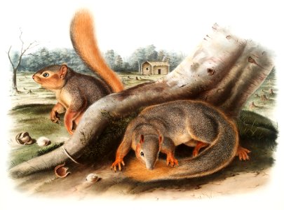Say's Squirrel (Sciurus Sayi) from the viviparous quadrupeds of North America (1845) illustrated by John Woodhouse Audubon (1812-1862).