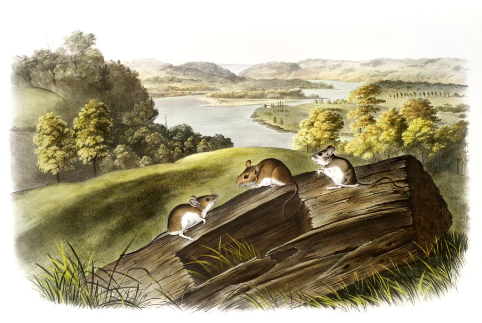 White-footed Mouse (Mus leucopus) from the viviparous quadrupeds of North America (1845) illustrated by John Woodhouse Audubon (1812-1862).