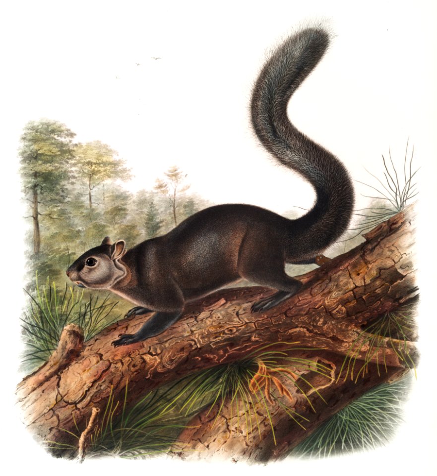 Dusky Sqiurrel (Sciurus nigrenscens) from the viviparous quadrupeds of North America (1845) illustrated by John Woodhouse Audubon (1812-1862).