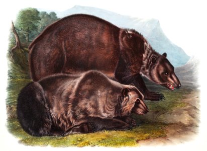 Grizzly Bear (Ursus ferox) from the viviparous quadrupeds of North America (1845) illustrated by John Woodhouse Audubon (1812-1862).