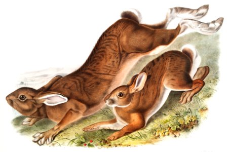 Northern Hare (Lepus Americanus) from the viviparous quadrupeds of North America (1845) illustrated by John Woodhouse Audubon (1812-1862).