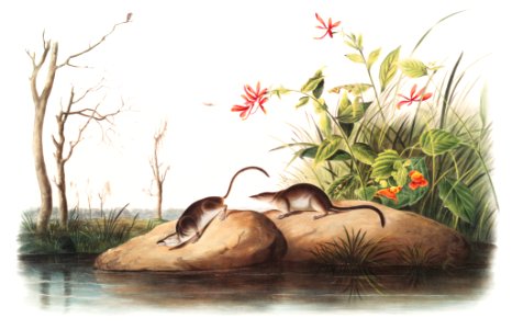 American Marsh Shrew (Sorex palustris) from the viviparous quadrupeds of North America (1845) illustrated by John Woodhouse Audubon (1812-1862).. Free illustration for personal and commercial use.
