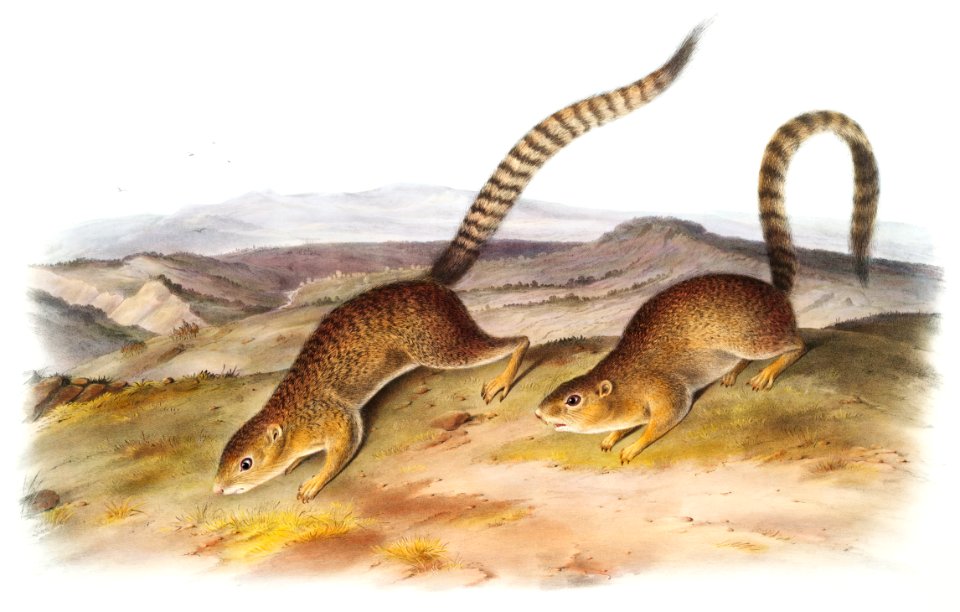 Annulated Marmot Squirrel (Spermophilus annulatus) from the viviparous quadrupeds of North America (1845) illustrated by John Woodhouse Audubon (1812-1862).