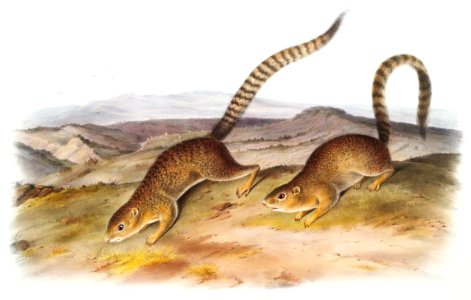 Annulated Marmot Squirrel (Spermophilus annulatus) from the viviparous quadrupeds of North America (1845) illustrated by John Woodhouse Audubon (1812-1862).