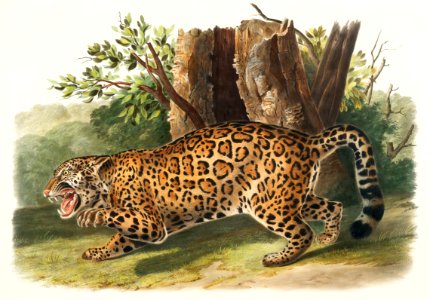 Jaguar (Felis onca) from the viviparous quadrupeds of North America (1845) illustrated by John Woodhouse Audubon (1812-1862).. Free illustration for personal and commercial use.