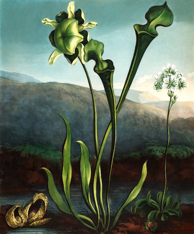 American Bog Plants from The Temple of Flora (1807) by Robert John Thornton.