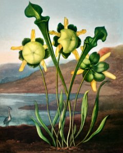 Pitcher Plant from The Temple of Flora (1807) by Robert John Thornton.. Free illustration for personal and commercial use.