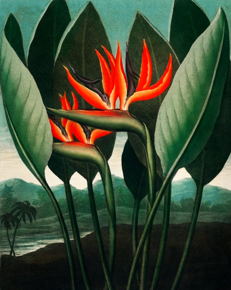 The Queen–Plant from The Temple of Flora (1807) by Robert John Thornton.