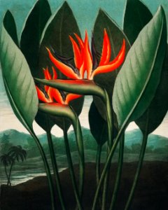 The Queen–Plant from The Temple of Flora (1807) by Robert John Thornton.