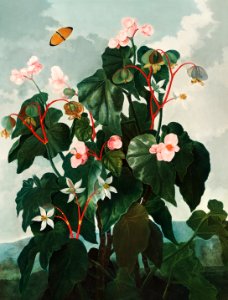 The Oblique–Leaved Begonia from The Temple of Flora (1807) by Robert John Thornton.. Free illustration for personal and commercial use.
