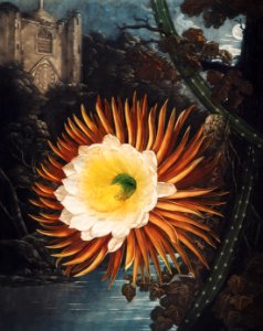 The Night–Blowing Cereus from The Temple of Flora (1807) by Robert John Thornton.. Free illustration for personal and commercial use.