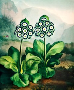A Group of Auriculas from The Temple of Flora (1807) by Robert John Thornton.. Free illustration for personal and commercial use.