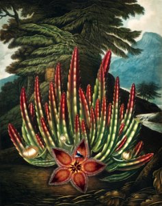 The Maggot–Bearing Stapelia from The Temple of Flora (1807) by Robert John Thornton.. Free illustration for personal and commercial use.