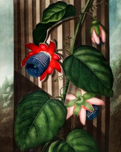 The Winged Passion-Flower from The Temple of Flora (1807) by Robert John Thornton.. Free illustration for personal and commercial use.