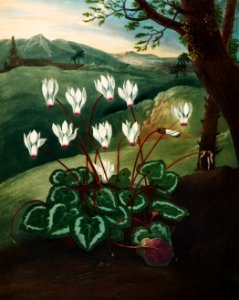 The Persian Cyclamen from The Temple of Flora (1807) by Robert John Thornton.. Free illustration for personal and commercial use.