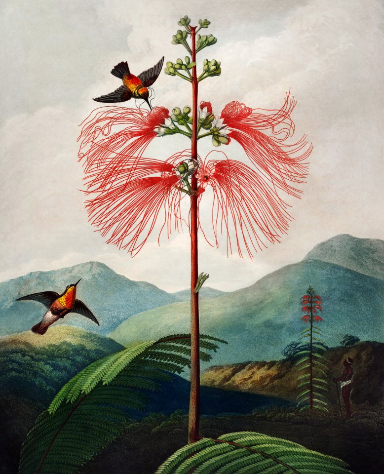 Large–Flowering Sensitive Plant from The Temple of Flora (1807) by Robert John Thornton.