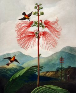 Large–Flowering Sensitive Plant from The Temple of Flora (1807) by Robert John Thornton.. Free illustration for personal and commercial use.